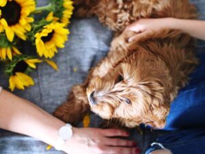 picture pf a golden doodle dog being pet for article things you should consider when creating your own will or trust.